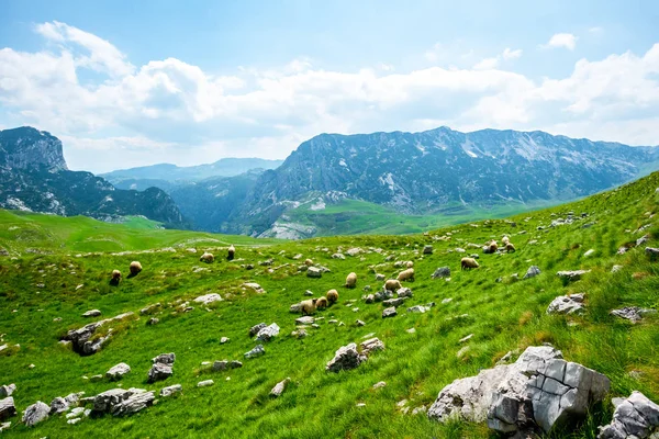 Belle vue sur le troupeau de moutons pâturant sur la vallée dans le massif de Durmitor, Monténégro — Photo de stock