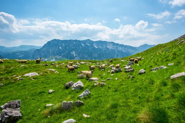 Rebanho de ovelhas pastando no vale com pequenas pedras em Durmitor maciço, Montenegro — Fotografia de Stock