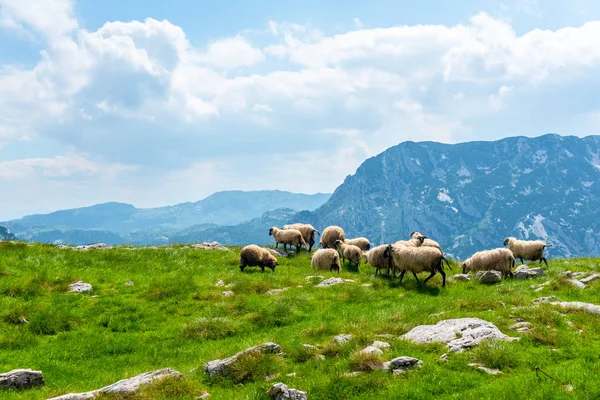 Gregge di belle pecore al pascolo sulla valle nel massiccio di Durmitor, Montenegro — Foto stock
