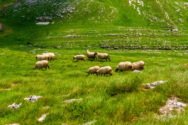 Rebaño de ovejas pastando en el valle del macizo de Durmitor, Montenegro - foto de stock