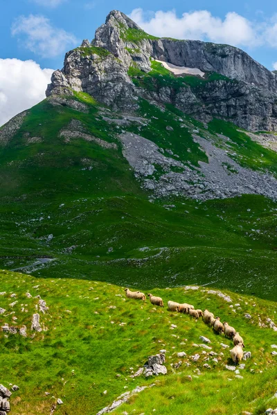 Отара овець ходіння по долині в Дурмітор масиву, Чорногорія — стокове фото