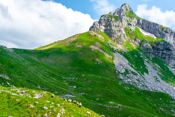 Rebanho de ovelhas pastando no vale com montanhas rochosas de fundo em Durmitor maciço, Montenegro — Fotografia de Stock