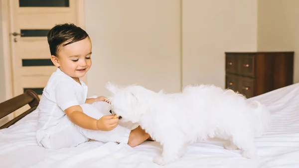 Carino piccolo bambino alimentazione cane bichon con biscotto sul letto — Foto stock