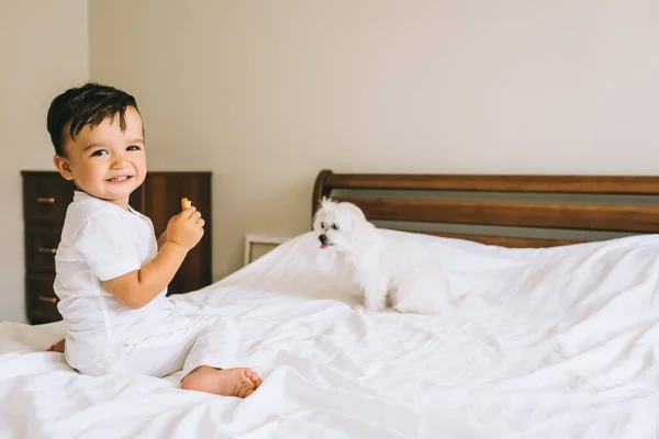 Чарівна маленька дитина їсть печиво з бішонською собакою на ліжку — стокове фото