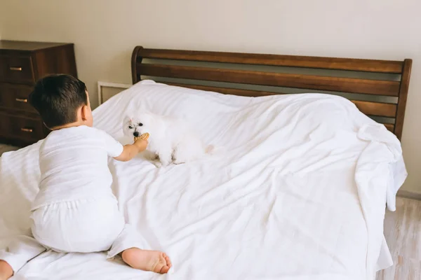 Cute little kid feeding bichon dog with cookie in bedroom — Stock Photo