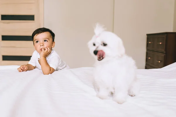 Милий маленький хлопчик проводить час з бішонською собакою в спальні — стокове фото