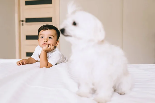 Entzückendes kleines Kind verbringt Zeit mit Hund Bichon im Schlafzimmer — Stockfoto