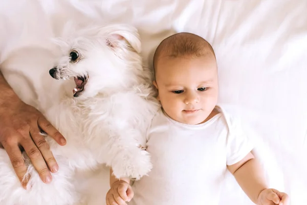Вид зверху чарівного немовляти хлопчик лежить в ліжку з бішонським собакою під час гри з ним — стокове фото