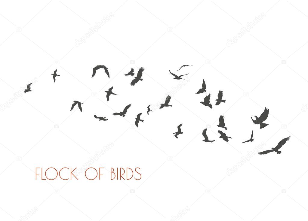 figures flock of flying birds on white