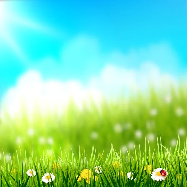 Fondo Primavera Hierba Con Flores Frente Prado Soleado — Vector de stock