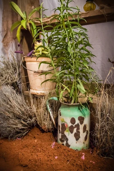 Paslı vintage kaplarda yeşil succulents
