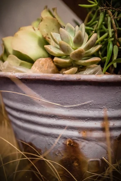 Groene Vetplanten Een Roestig Shabby Chique Container — Stockfoto