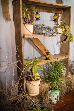 Eski ahşap raflar paslı vintage kapsayıcı yeşil succulents