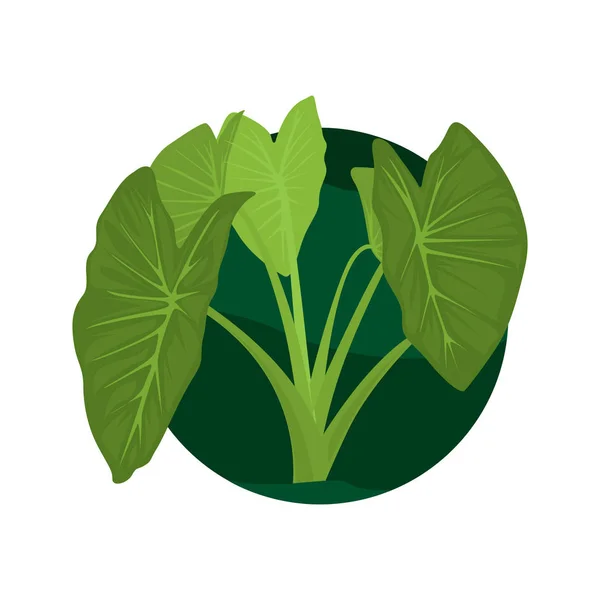 Illustration vectorielle des feuilles de taro. Illustration de feuilles vert taro — Image vectorielle