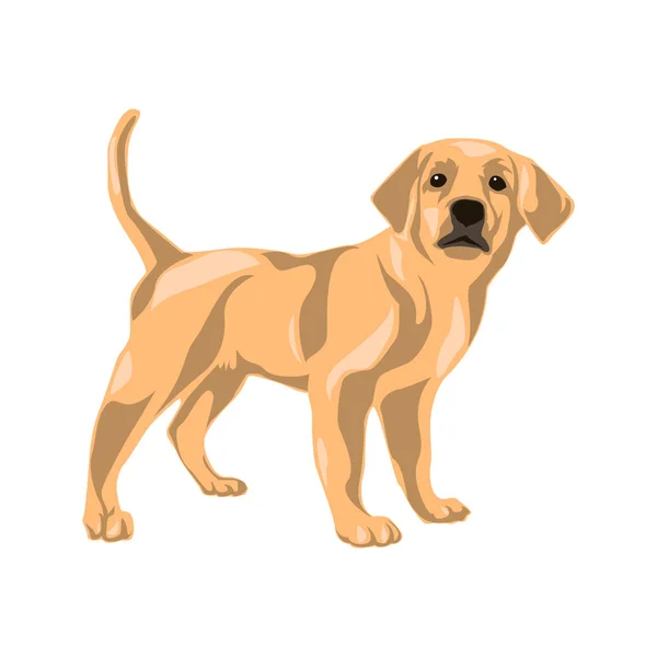 Vektor Clip Art Animal illustration. Hund vektor illustration — Stock vektor