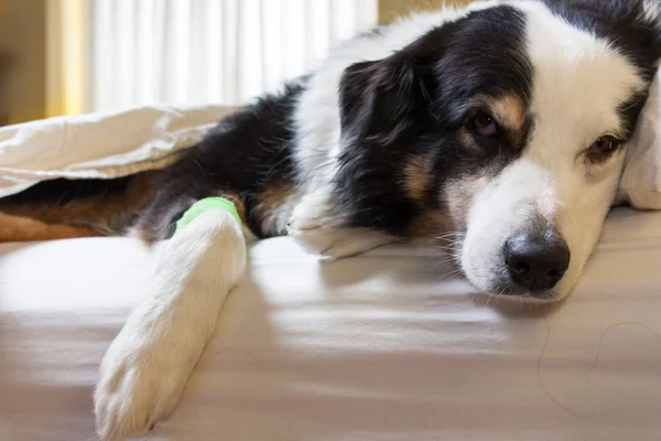 彼の足の上の緑の包帯とオーストラリアン シェパードの子犬を産むうとうとカメラを見て彼の所有者のベッドの上 — ストック写真