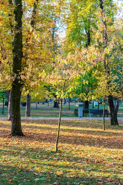 Kluż-Napoka Central Park piękny jesienny słoneczny dzień w Rumunii — Zdjęcie stockowe