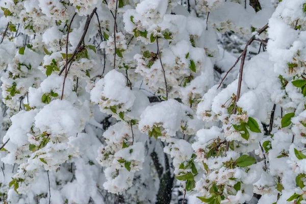 A natural calamity of snow during the bloom of the trees and the harvest — Stock Photo, Image