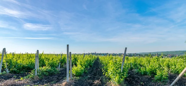 Moldavia Viña en un día soleado con cielo azul en Chisinau, República de Moldavia — Foto de Stock