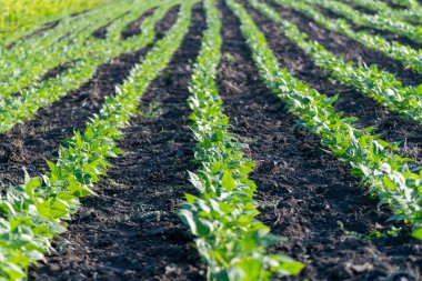 Organik olarak börülce fidan seçici odak, Börülce büyüyen resmeden bir alana ekili