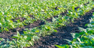 Organik olarak börülce fidan seçici odak, Börülce büyüyen resmeden bir alana ekili