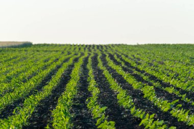 Genç ayçiçeği ve Mısır bir alan üzerinde