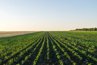 Genç ayçiçeği ve Mısır bir alan üzerinde