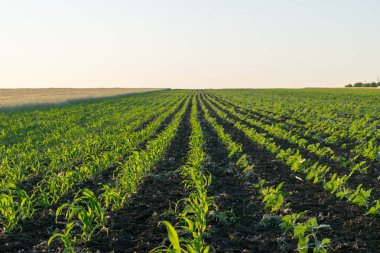 Genç ayçiçeği ve Mısır bir alan üzerinde