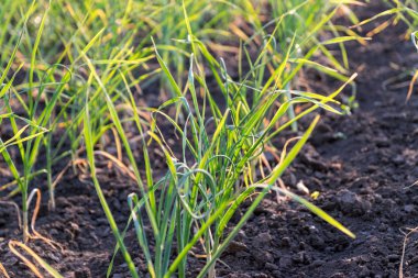 Organik ekili sarımsak seçici odak, gün batımında büyüyen sarımsak tasvir