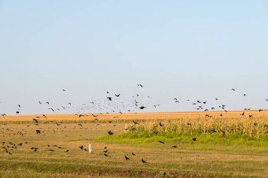 Tarımsal alanların üstünde uçan kargaların sürüsü
