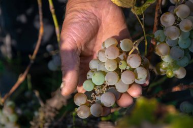 Üzüm hasat. Çiftçiler el beyaz şarap üzüm hasat hazır olup olmadığını kontrol