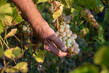 Üzüm hasat. Çiftçiler el beyaz şarap üzüm hasat hazır olup olmadığını kontrol