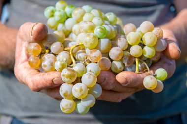 Çiftçiler el ile taze beyaz şarap üzüm hasat. Üzüm hasat.