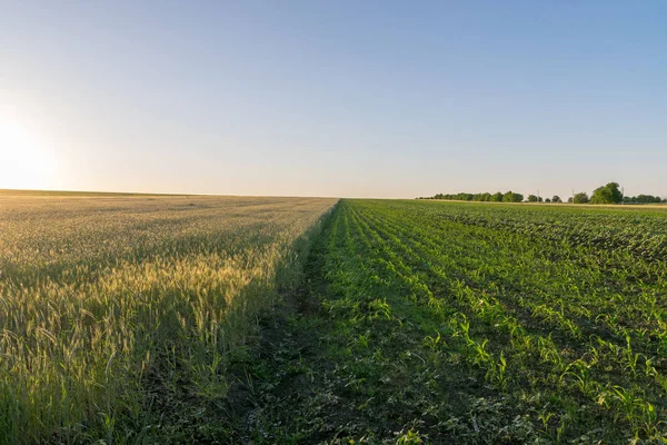 日落时摩尔多瓦的小麦和玉米地 — 图库照片