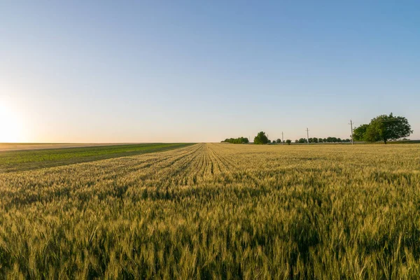 Champ de blé en Moldavie au coucher du soleil — Photo