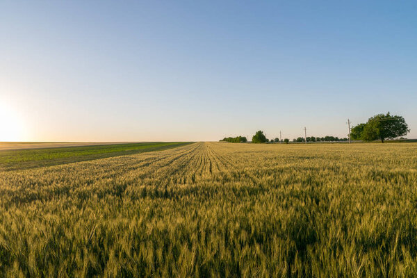 Пшеничное поле в Молдове на закате
