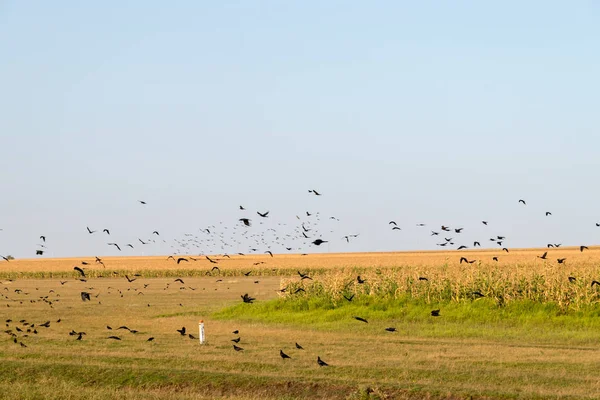 Tarımsal alanların üstünde uçan kargaların sürüsü