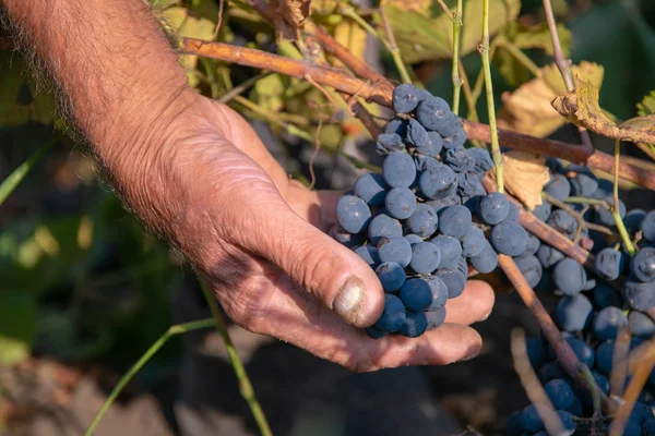 Урожай винограда. Руки фермеров проверяют, готовы ли красные виноград к сбору урожая — стоковое фото
