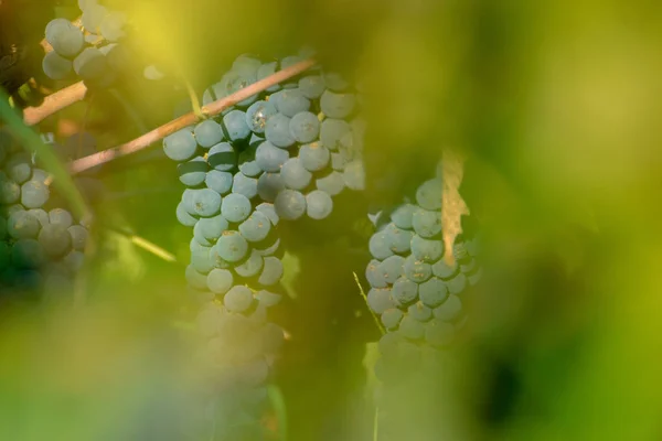 Racimos de uvas maduras de vino tinto en la vid, enfoque selectivo . — Foto de Stock