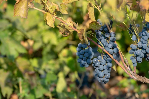 Primer plano de racimos de uvas tintas maduras en vid, enfoque selectivo. — Foto de Stock