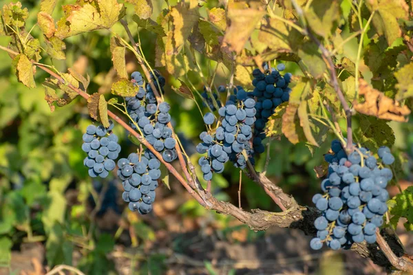 Primer plano de racimos de uvas tintas maduras en vid, enfoque selectivo. — Foto de Stock