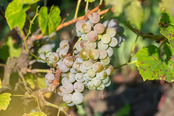 Primer plano de racimos de uvas blancas en vid, enfoque selectivo — Foto de Stock