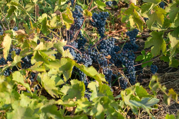 Racimos de uvas maduras de vino tinto en la vid, enfoque selectivo . — Foto de Stock