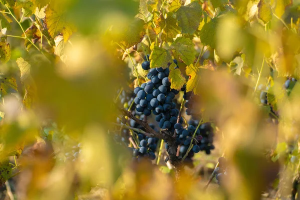 Racimos de uvas maduras de vino tinto en la vid, enfoque selectivo . — Foto de Stock