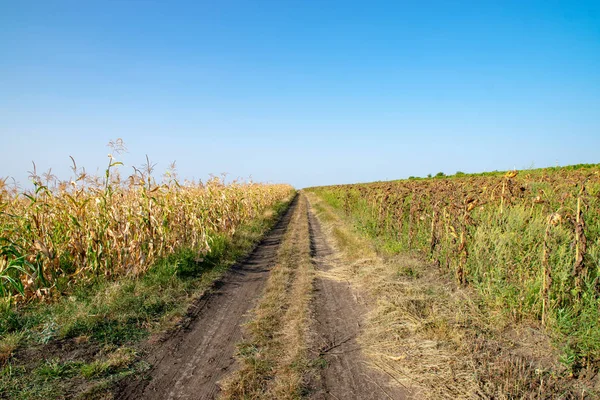 Une route rurale entre un champ de maïs et un champ de tournesol sur un tournesol — Photo