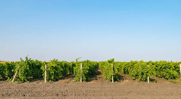 Viñedo contra un cielo azul en Moldavia — Foto de Stock