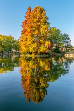 Chios Gölü içinde Kaloşvar Central Park'ta güzel bir sonbahar güneşli Romanya.