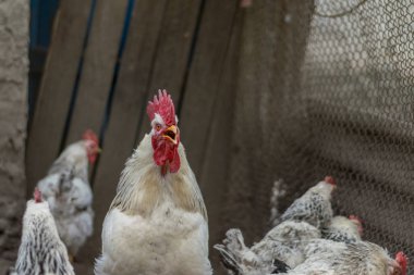 Bir horoz ve bir geleneksel köy bölgesinde bazı tavuklar
