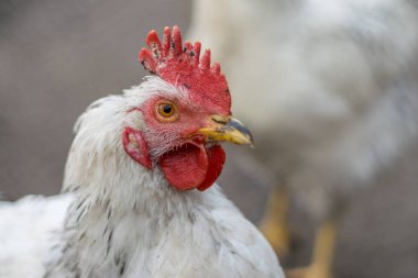 Bir tavuk bir köy bölgesinde kırmızı tarak ile