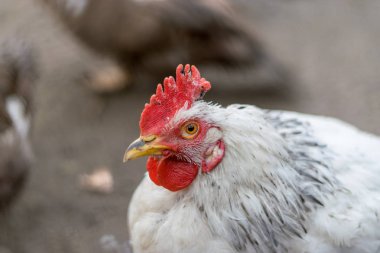 Bir tavuk bir köy bölgesinde kırmızı tarak ile